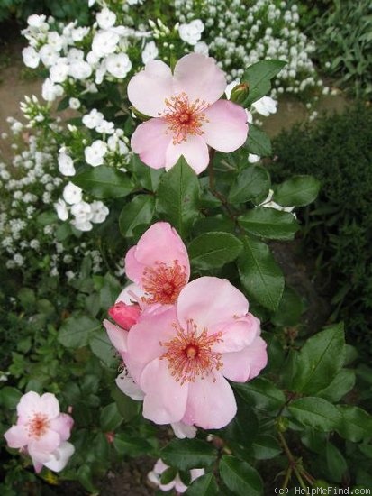 'Sweet Pretty' rose photo
