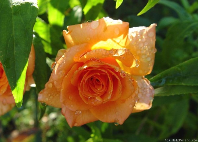 'Apricot' rose photo