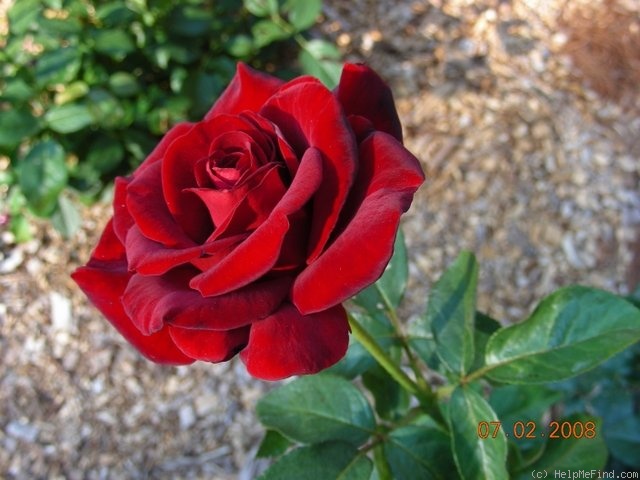 'Schwarze Madonna ™' rose photo