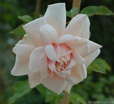 'Comte de Torres' rose photo