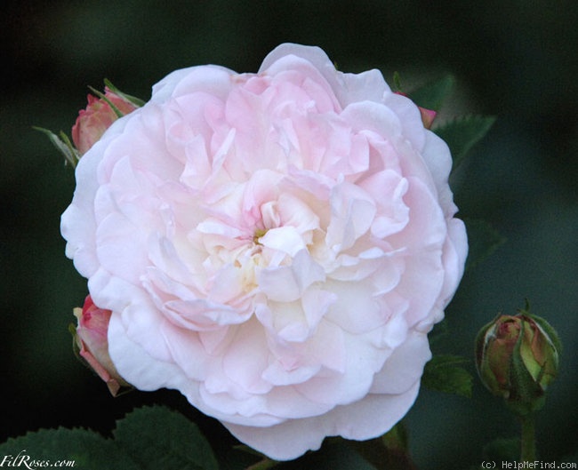 'Rosemoor ™' rose photo