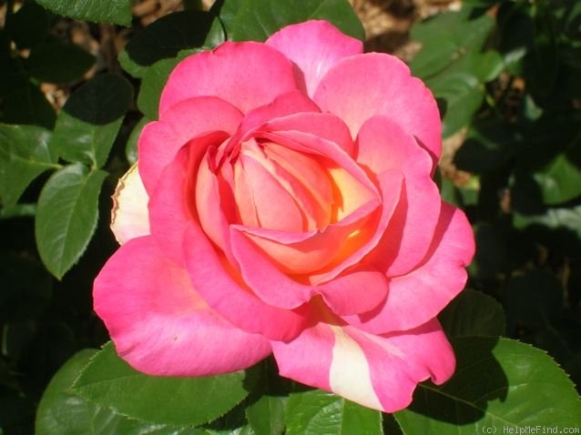 'Chicago Peace' rose photo