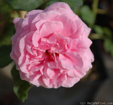 'Cäcilie Scharsach' rose photo