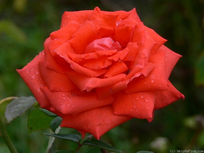 'Summer Holiday ®' rose photo