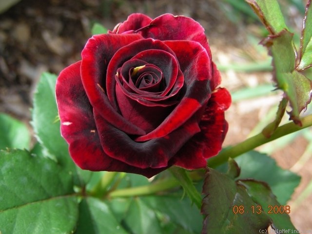 'Hocus Pocus (florists rose, Kordes, 2000)' rose photo