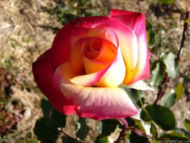 'Granada (hybrid tea, Lindquist, 1963)' rose photo