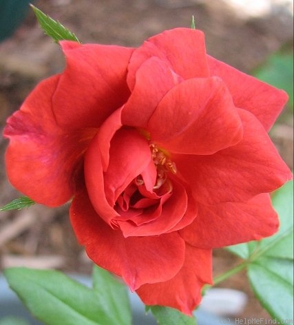 'Hot Cocoa ™ (Floribunda, Carruth, 2002)' rose photo