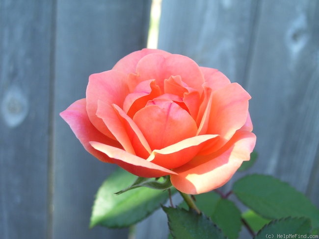 'Carefree Celebration' rose photo