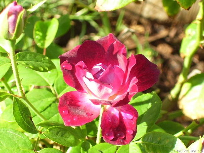 'Burgundy Iceberg' rose photo