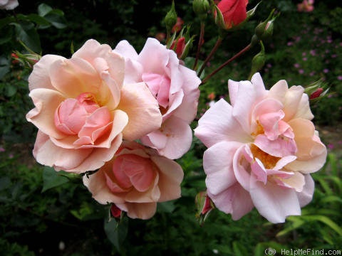 'Helle Märchenland' rose photo