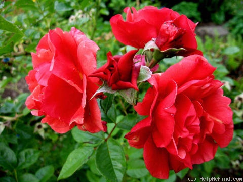 'Orana' rose photo