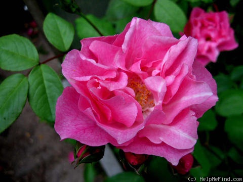 'Pink Duvigneau' rose photo