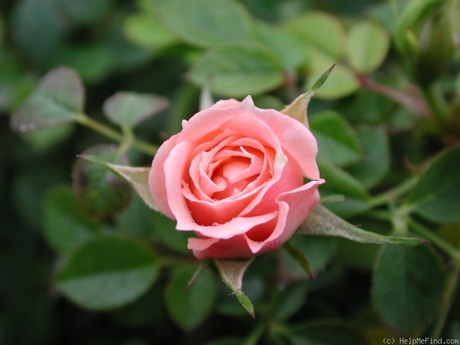 'Baby Austin' rose photo