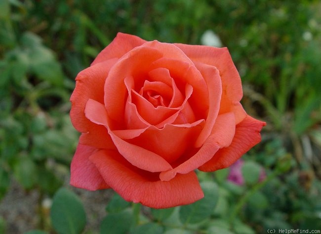 'Ginger Rogers' rose photo