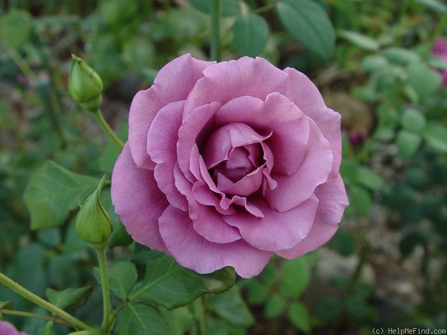 'Lavande' rose photo
