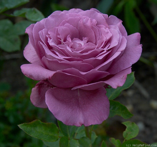 'Claude Brasseur ®' rose photo