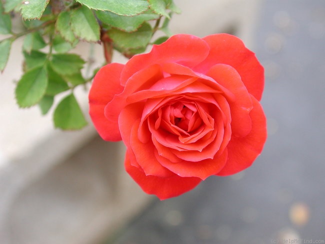 'Red Wagon' rose photo