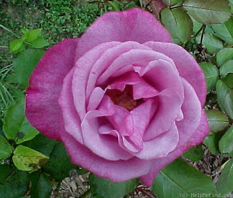 'Barbra Streisand ®' rose photo