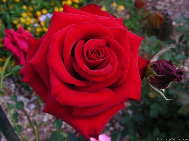 'Charlotte ® (hybrid tea, Evert/Tantau, 1994)' rose photo