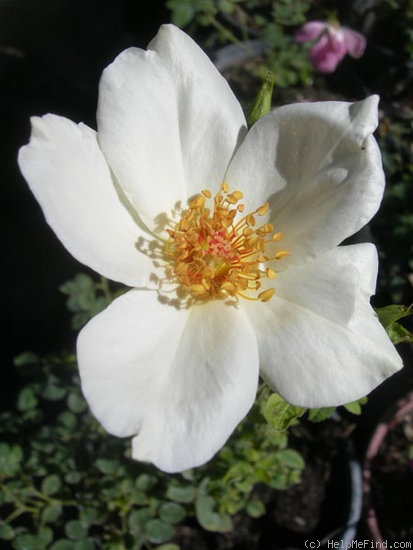 'INNXGOW' rose photo