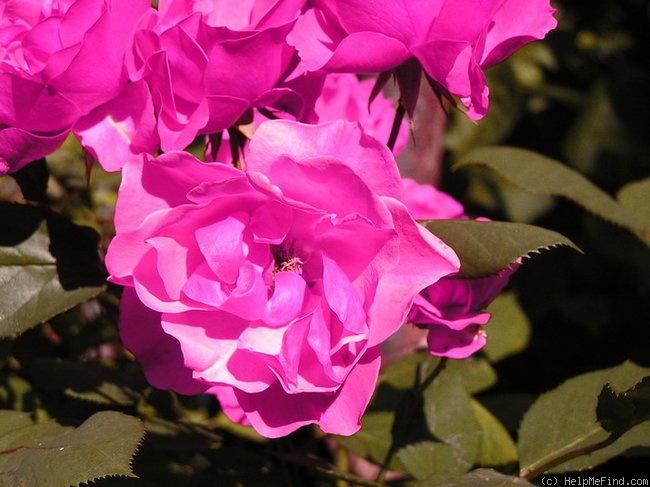 'Dolly ® (floribunda, Poulsen, 1973)' rose photo