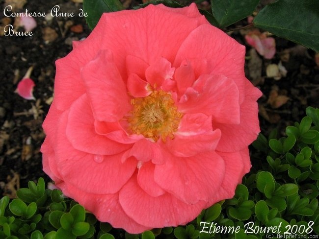 'Comtesse Anne de Bruce' rose photo