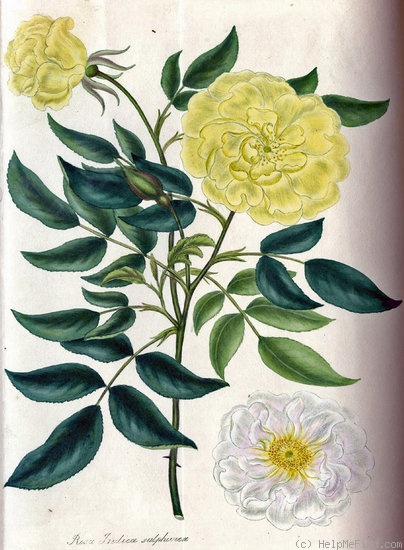 '<i>Rosa indica</i> staxon <i>sulphurea</i> Andrews' rose photo