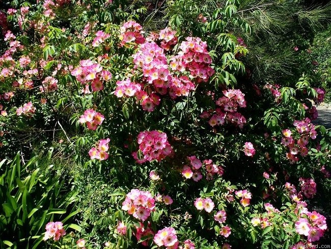 'Gladsome' rose photo