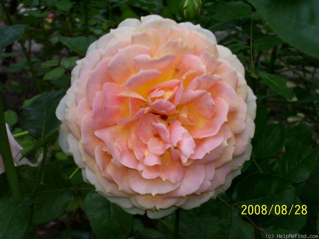 'Caramel Antike Freelander ®' rose photo