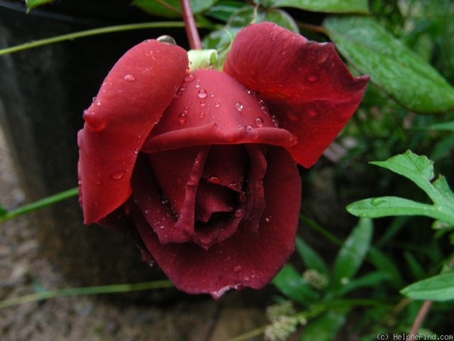 'Smoky' rose photo