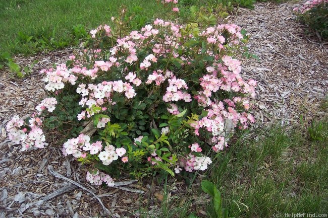 'Lena (shrub, Zuzek, 2007)' rose photo