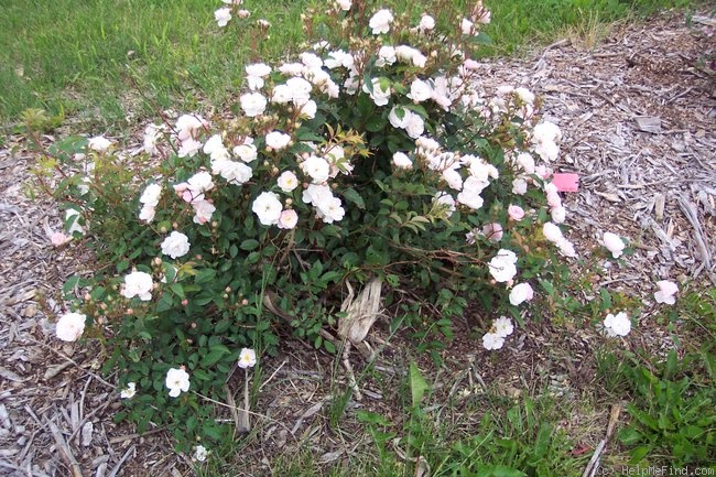 'Ole (shrub, Zuzek, 2007)' rose photo