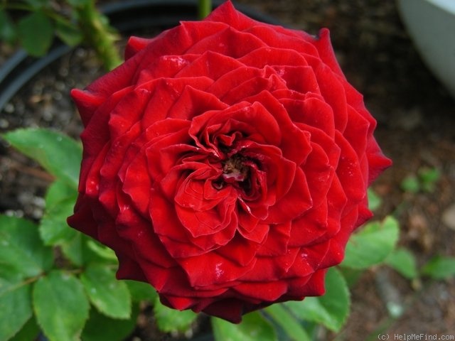 'Freedom ® (florist's rose, Evers/Tantau, 1997/2004)' rose photo