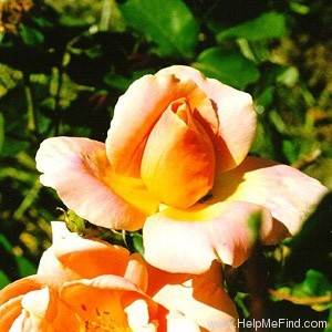 'Dr. Brownell' rose photo