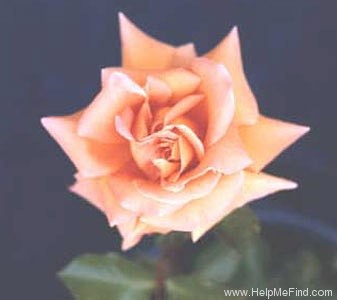 'Angelita Ruaix' rose photo