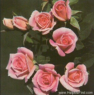 'Dominique (miniature, Bennett, 1981)' rose photo