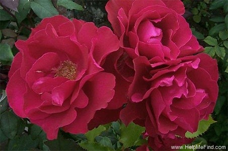 'Waikato' rose photo