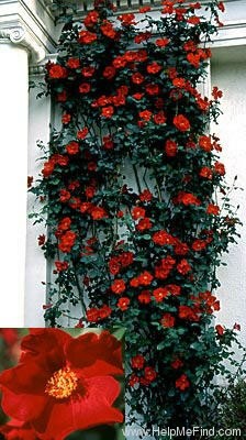 'Altissimo (Large-flowered Climber, Delbard-Chabert, 1966)' rose photo