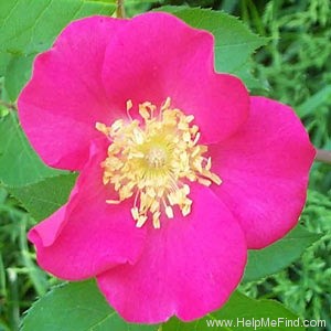 'Schoener's Nutkana' rose photo