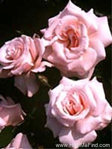 'Blushing Bride (floribunda, Harkness, 1998)' rose photo