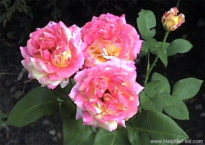 'Dreamward' rose photo