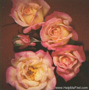 'Dreamy' rose photo
