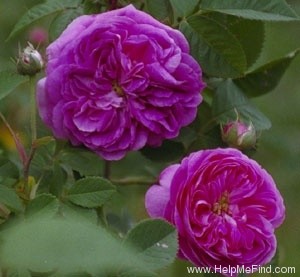 'Duc de Fitzjames' rose photo