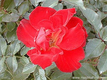 'Kagayaki' rose photo