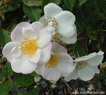 'Dupontii' rose photo