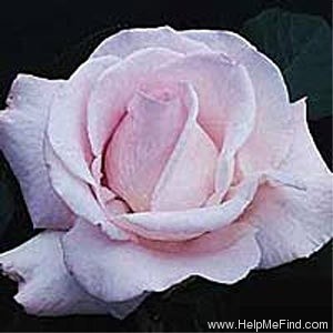 'Cologne (grandiflora, McGredy, 1988)' rose photo