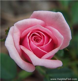'Ultimate Pleasure' rose photo