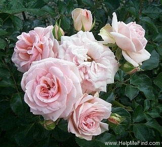 'Queen Margrethe ™' rose photo