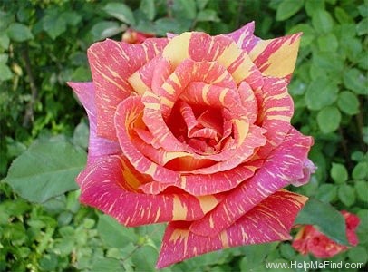 'Ambossfunken' rose photo