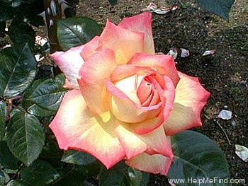 'Asagumo' rose photo
